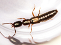 Xantholinus longiventris